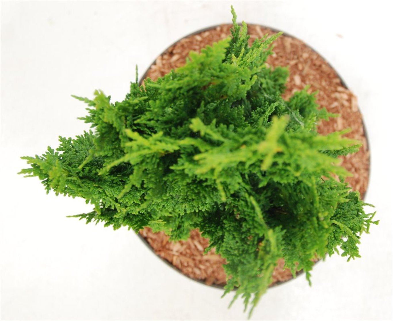 Thuja occ. 'Zmatlik' - C7.5 40-50 CM
